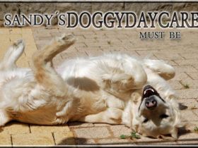 Sandy's Doggydaycare
