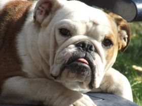 Tierheilpraxis Rütten -klassische Homöopathin-