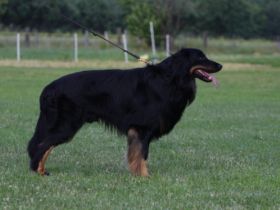 Knut vom Sachsenländer Hofwächter