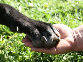 Wuff-DIE-Hundeschule