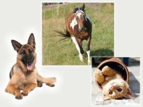 Mobile Tierheilpraxis Schiller