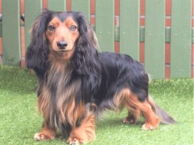 Merlin from the Blue Dust