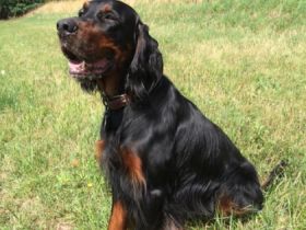 Baxter vom Helenstein