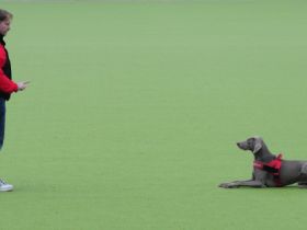 DogCoach INDOOR Hundeschule