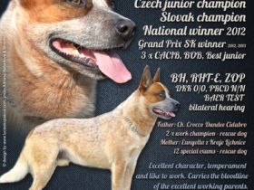 Ch. Jch. Archie Cross