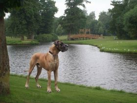 Alyak vom Vogtlandeck