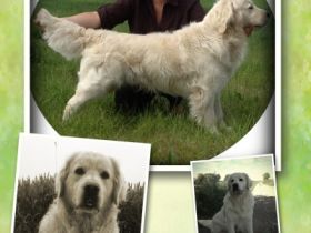 Pilliklubin Cool Traveler