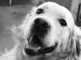 HEKTOR vom Silberberg