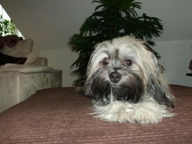 August "Keks" von Wilmas Wunder