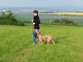 Hundeschule mal ganz anders