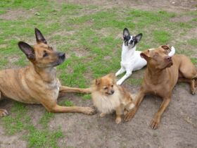 Animal Keeping Coach