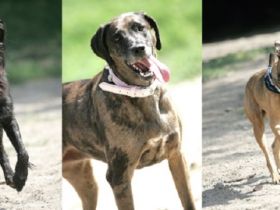 Berliner Königs-Rudel - Ausführservice / Dogwalkin