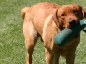 Strolche-Akademie - Hundeschule Borken - Weseke