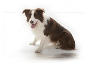 A Red Revenge V Benvenidas Joy