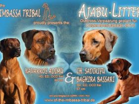 of the Imbassa Tribal