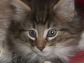 Zauberlicht des Nordens