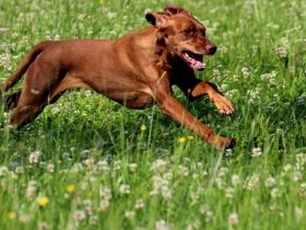 Trail and Learn Hundetraining