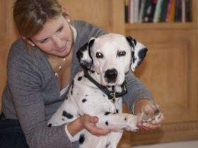 Vetherapy- Tierheilpraxis Jennifer Liebmann