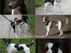 of Tantivy Terriers