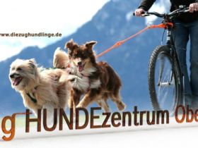 Zughundezentrum Oberland & Hundling-Academy