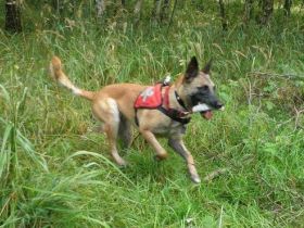 Rettungshundeausbildung Maifeld