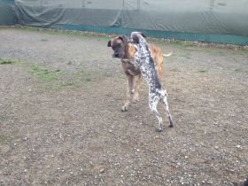 Hundetagesstätte (HuTa) Hannover -Laatzen, Hundepension