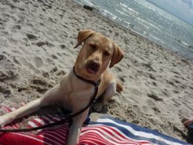 Butsch de la Duchesse