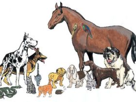 33129 Tierheilpraxis Sylvia Esch-Völkel