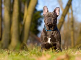 Blue Diamond of Royal Magic