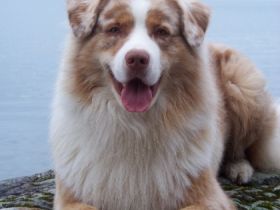 DC-Miracle´s Heartbreaker