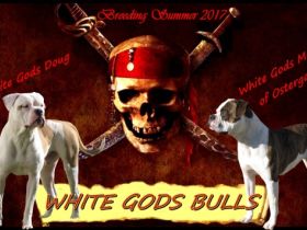 White Gods Bulls