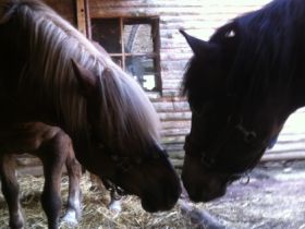 Tierheilpraxis Rhein Main Gebiet