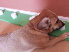 Suchhundeschule SaarPfalz