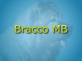 Bracco MB