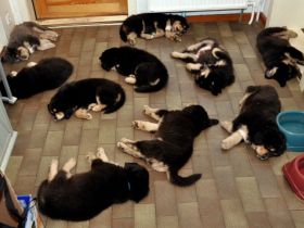 Wenn man einen Welpen mit nach Hause bringt, beginnt