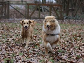 Hundeplatz Remshalden + Schorndorf + Schwäbisch  Gmünd und Welzheim