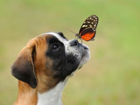 Hundeschule am Rolandsbogen