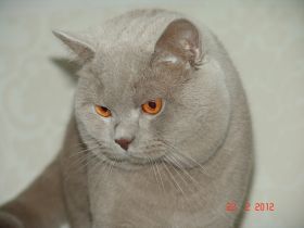 Simeon Britisch Kurzhaar Deckkater Lilac mit Stammbaum