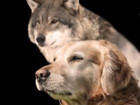 Hundeschule KUCKUNNIWI