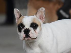 vom grünen Dreiberg