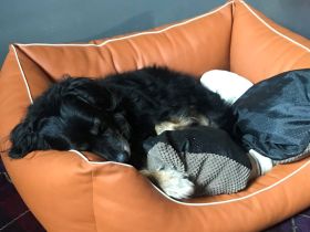 Hundepension Münster