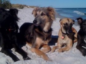 TrainerDotDog-Hundeschule