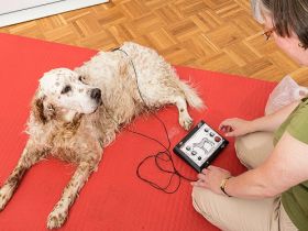 Canes sani - Gesunde Hunde