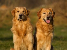 Golden Retriever Deckrüden im Doppelpack