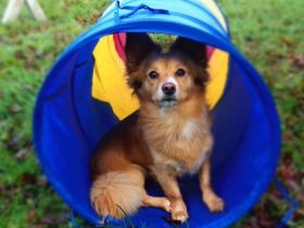 Doggy's Style - Service für alle Felle!