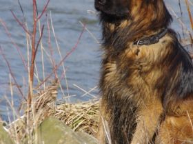 Zoltan von der Königsgarde