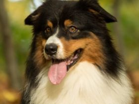 SRS The Unbreakable " Sam " DNA-VP