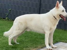 Cillian Kolja of the white Dreamdogs