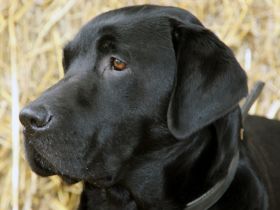 Herbert Hörbelt, Dummytraining, Hausdülmen