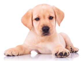 Welpenkurse Hundeschule Amperland -  FFB